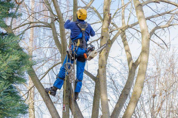 Lake Dunlap, TX Tree Services Company