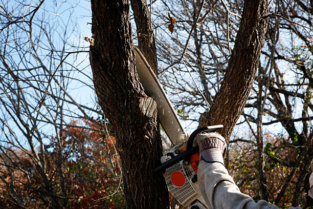 How Our Tree Care Process Works  in  Lake Dunlap, TX